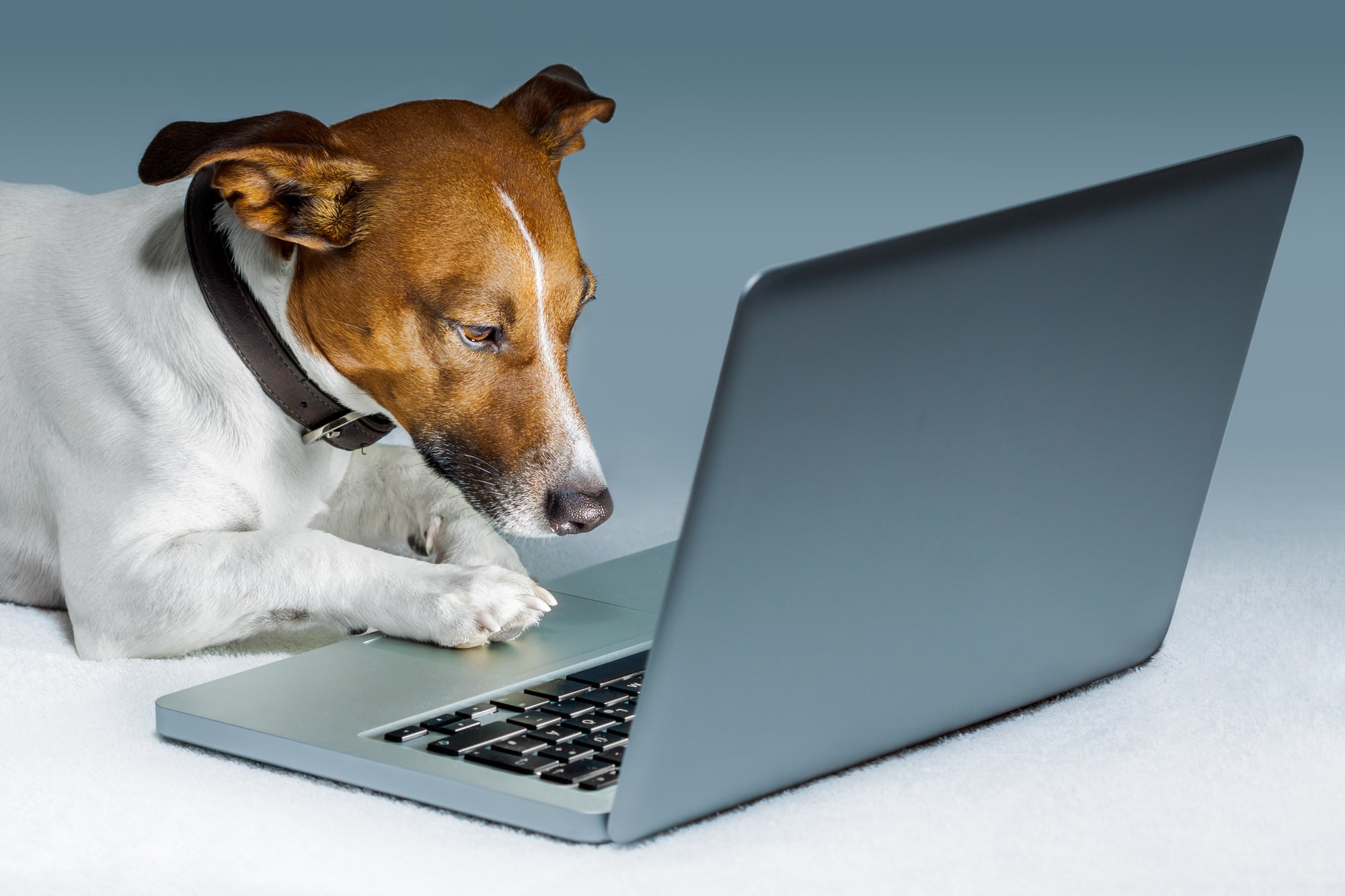 softwares-veterinarios